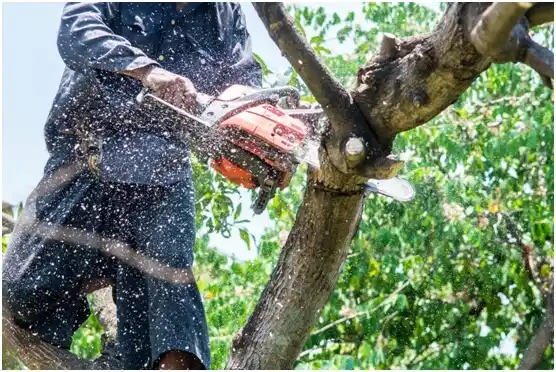 tree services Venersborg